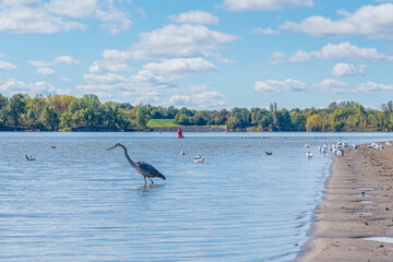 Wall Mural - Blue heron wading in calm blue lake water near beach in sunny day