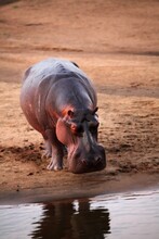 A Hippo (Hippopotamus Amphibius) On The Sand.