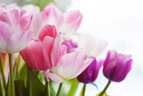 Fototapeta Tulipany - pink and purple tulips with green leaves close up on white background