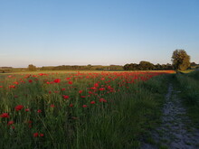 Poppies In The Field And Dirt Road And Sky