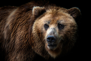 front view of brown bear isolated on black background. portrait of kamchatka bear (ursus arctos beri