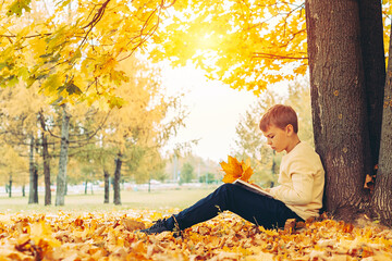 a boy reads a book under a maple tree in an autumn Park