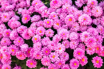 Wall Mural - Pink Сhrysanthemum flowers golden daisy green texture background structure