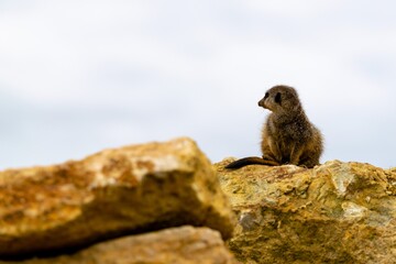 portrait of meerkat on a rock