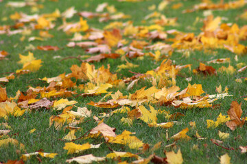 Wall Mural - fallen autumn leaves on green grass