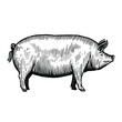 Illustration of a pig in a vintage woodcut style