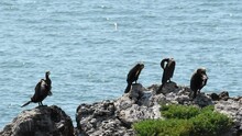 Several Great Black Cormorants Are Sitting On A Huge Rock. A Group Of Seabirds Dries Their Plumage And Rests.
