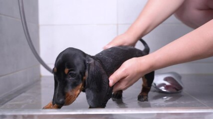 Wall Mural - Owner or handler neatly washes cute wet dachshund puppy with warm water in bathroom after walk, close up. Regular hygiene procedures for pets.