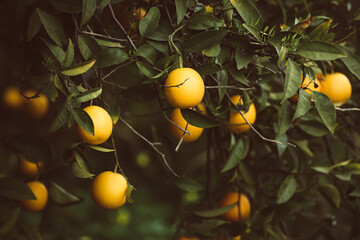 Tangerine garden with fruits