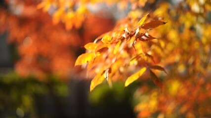 Sticker - Orange tree leaves on a blurry background with bokeh. Autumn, seasons