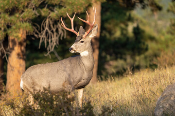 Wall Mural - Deer roaming around in the early morning hours at Rocky Mountain National Park Colorado