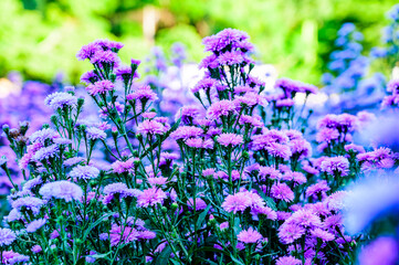 Wall Mural - Violet flower in the garden