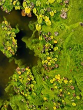 Pond Surface Covered With Vivid Vegetation Water Lily Pads And Algae