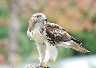 an immature coopers hawk pauses in its feeding