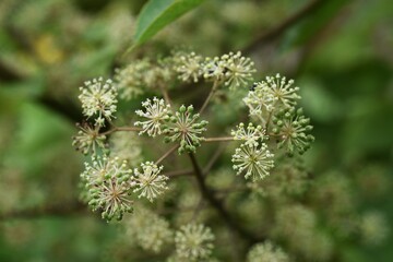 Canvas Print - Aralia cordata (Japanese Udo plant) flowers / Araliaceae perennial plant.