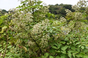 Canvas Print - Aralia cordata (Japanese Udo plant) flowers / Araliaceae perennial plant.