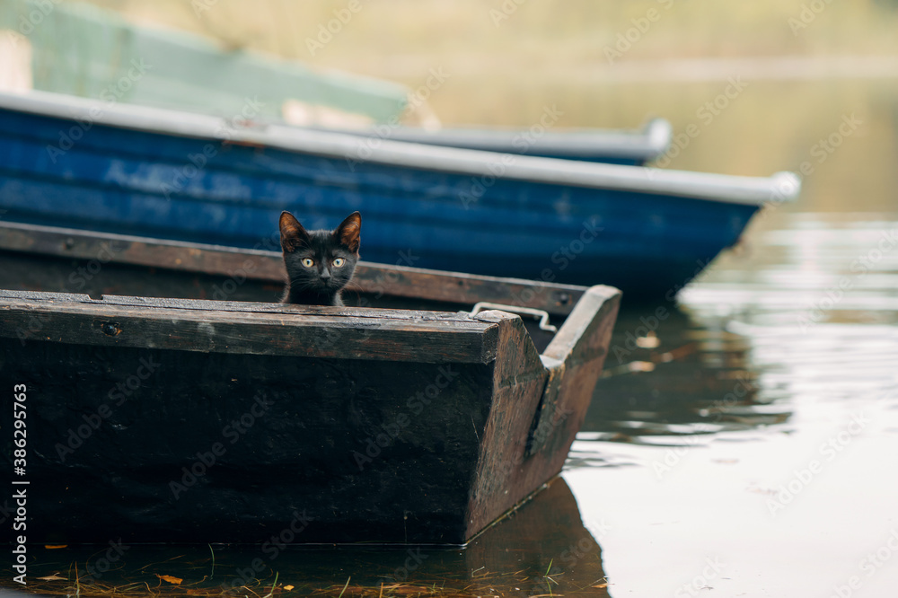 black cat in a wooden boat. Pet in nature, autumn mood - obrazy, fototapety, plakaty 
