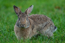 Close Up Portrait Of A Cute Brown Rabbit Standing On Green Grasses Staring At You