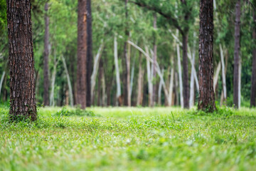 Blurred landscape image of pine trees and grass lawn in the forest