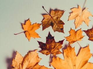 Wall Mural - Bright autumn maple leaves on grey paper background. Seasonal fall composition, thanksgiving day concept. Creative flatlay, top view, copy space