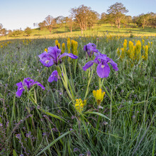 Purple And Gold - Golden Paintbrush (Castilleja Levisecta), Tough-leaf Iris (Iris Tenax), Fiddleneck (Amsinckia Sp.), And Oregon White Oak (quercus Garryana)