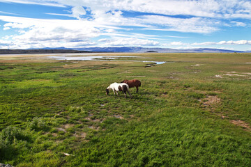 Wall Mural - Horses on Lago argentino in El Calafate, Patagonia, Argentina