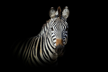 Wall Mural - zebra isolated on black background