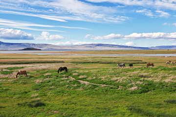 Wall Mural - Horses on Lago argentino in El Calafate, Patagonia, Argentina