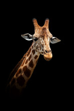 Giraffe Isolated On Black Background