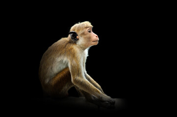 Wall Mural - Monkey isolated on black background