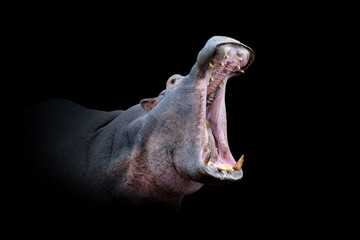 Poster - Hippo isolated on black background