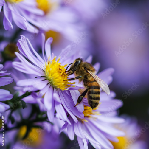 Beautiful blue flowers Sapphire Mist.Aster with a bee in autumn garden