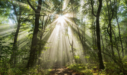 Wall Mural - beautiful sunny forest with sunbeams through fog