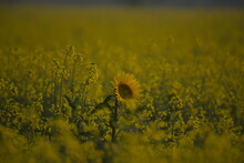 Common Sunflower Helianthus Annuus, The Common Sunflower, Is A Large Annual Forb Of The Genus Helianthus Grown As A Crop For Its Edible Oil And Edible Fruit