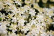 © lapis2380 - Close-up of elderflower flower outdoors in nature.