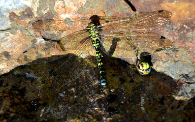 at the end of the summer, hungry hornets attack dragonflies and often defeat them. the fight often ends in victory when the hornet bites its head and flies happily. the headless body lies on a rock