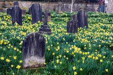 Spring Time In The Churchyard.