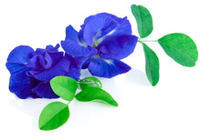 Butterfly Pea, Blue Pea, Or Asian Pigeonwings Flower Isolated On White Background, Tropical Flower