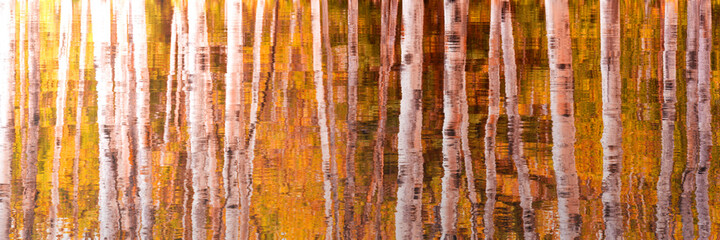 Wall Mural - reflections of birch tree trunks and golden foliage in water. autumnal panoramic background, fall we