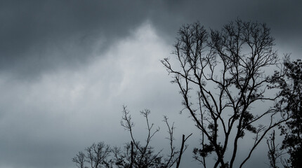 Wall Mural - Silhouette dead tree on dark dramatic sky and black clouds. Dark sky and dead tree background for Halloween day. Dead tree branches. Leafless tree in the forest. Background for sad and lonely moment.