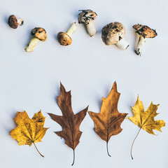 Canvas Print - Fresh porcini mushrooms and fallen oak leaves. Autumn background