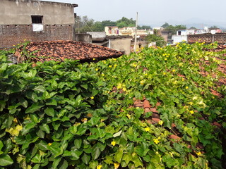 Sponge Gourd, Ridge Gourd, Snake Gourd, Turai, Tori, Turaiya, Gilki, Chikni, Galka, Dodka, Shiral 
But it was popularly known by the name(s) Sponge Gourd, Ridge Gourd, Snake Gourd in green leaves flow