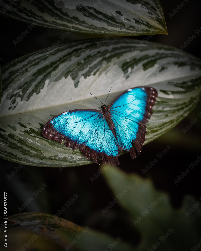 mariposa azul rey - obrazy, fototapety, plakaty 