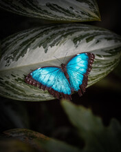 Mariposa Azul Rey