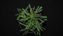 Closeup Of Euphorbia Sp Isolated On Black Background. Decorative Houseplant