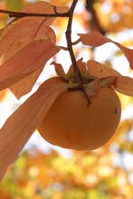 Persimmon Fruit Growing On The Tree