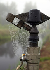 Wall Mural - spider web in the morning dew