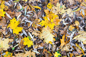 Wall Mural - top view of various fallen leaves on wet ground in city park in autumn