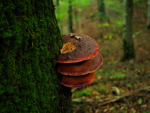 Red Tree Mushroom On The Forest