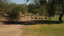 A Herd Of Deer Feeding On A Golf Course
